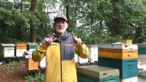 ОДИН или ДВА маточника оставлять в роевой пчелиной се?