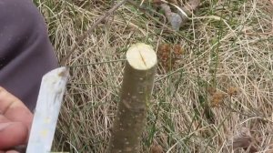 Прививка яблони в расщеп