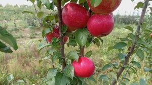 Обзор летнего сорта яблони "Елена"