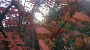 ПРИВИВКА ЯБЛОНИ К ЧЕРНОПЛОДНОЙ РЯБИНЕ И К РЯБИНЕ ОБЫК?