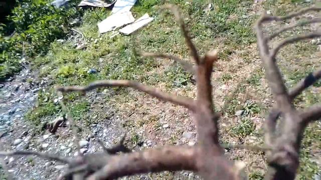 Голубику будем выращивать с органикой и БАРМАТУХОЙ №5 смотреть онлайн