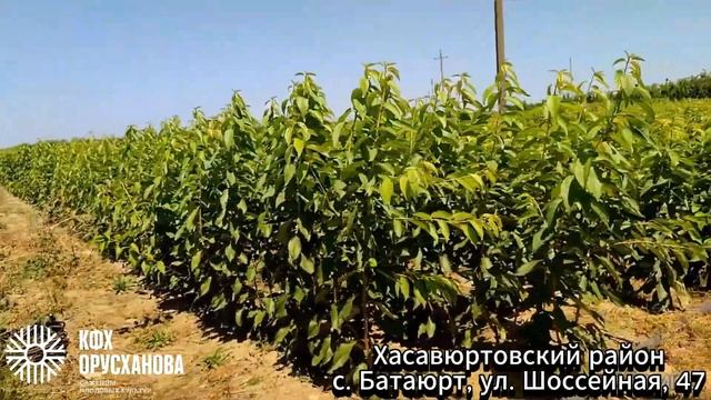 Черешни на подвое ВСЛ 2