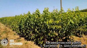 Черешни на подвое ВСЛ 2