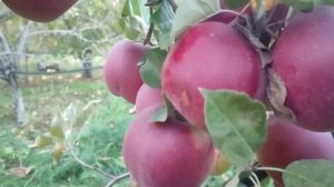 Яблоня Энтерпрайз