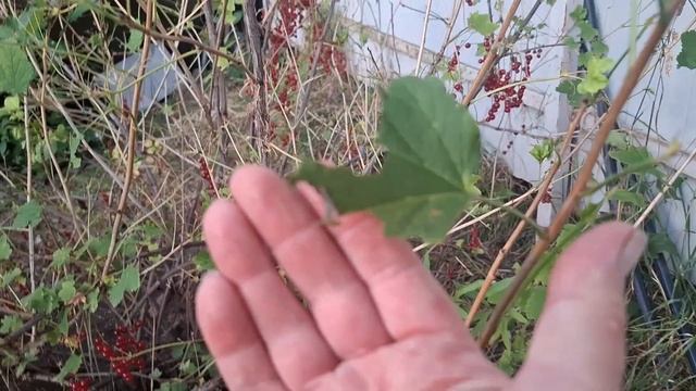 Деревенские будни  Борьба с вредителями  Конец июля