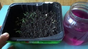 Первая Очень важная ПОДКОРМКА ТОМАТОВ  после всходов .