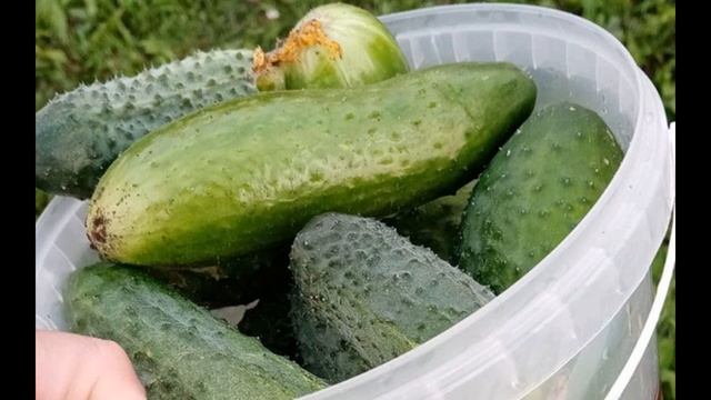 Старинный легендарный сорт огурца!Сорт огурца Аксель? смотреть онлайн