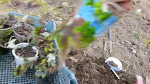 Размножение гейхеры весной питомник растений Ильино ?