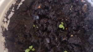 Почему не растет петуния