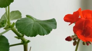 Пеларгония Герань от А до Я