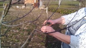 Обрезка яблони -чашеобразная крона