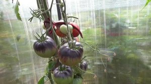 Томат Мятежный звездный истребитель ведущий. Rebel Starfight