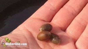 Быстрый способ проверить пригодность семян лотоса