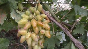Сорта винограда 2020. Артек - прекрасная форма по всем па