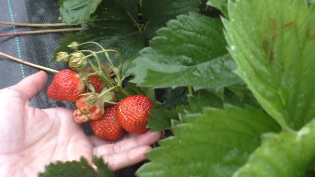 Ламбада - клубника. Ранний срок созревания смотреть онлайн