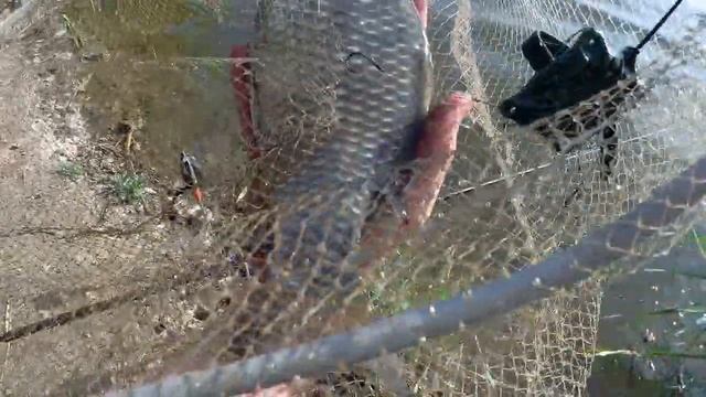 Рыбалка в Великодолинском. Белый амур на тигровый оре? смотреть онлайн