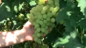 @О винограде Сашенька, белый виноград