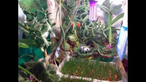 Ускоренный рост растений / The accelerated growth of plants (2012, FullHD)