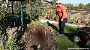 КАК И КОГДА ПЕРЕСАЖИВАТЬ РОЗЫ?