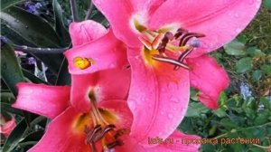 Лилия от-гибрид Палаццо (lilium ot-hybrid palazzo) 🌿 обзор: как са