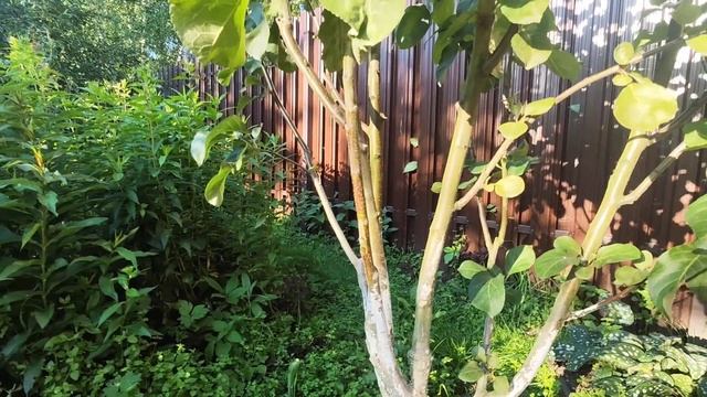 Финал эксперимента. Летняя прививка колоновидной ябл? смотреть онлайн