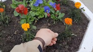 Когда высаживать рассаду однолетних цветов?