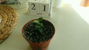 Часть 2.Как правильно размножить Крассулу Перфорату? У