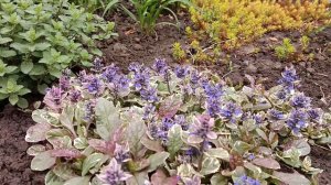 Живучка или Аюга в цветнике. Популярные сорта. Почвопо