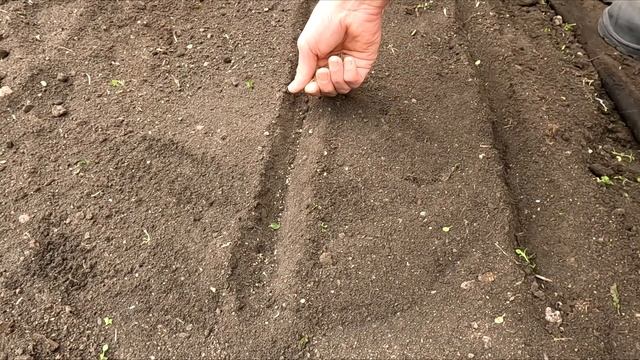 Как Правильно Сажать Петрушку Весной Для обильного Ур смотреть онлайн