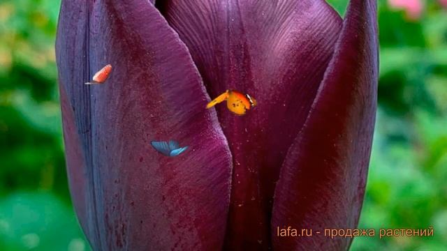 Тюльпан простой Кафе Нуар (tulipa Kafe-nuar) 🌿 обзор: как сажа