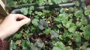 ГЕЙХЕРА из семян/ кроваво-красная