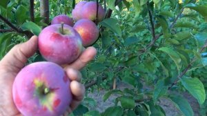 Летний сорт сладкого яблока АКСАМИТ белорусской селе?