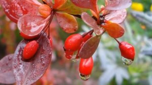 Барбарис обыкновенный - полезные свойства