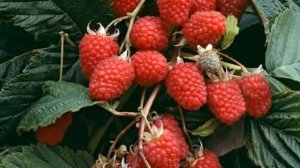 Малиновое дерево