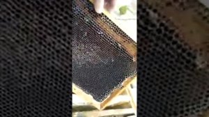 Пчелы погибли. Что делать с рамками?