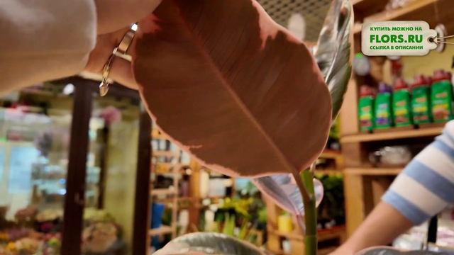 Фикус каучуконосный или фикус эластика Белиз. Обзор с?