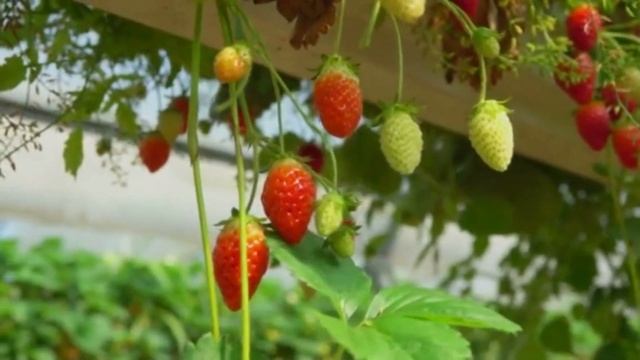 Срочно! Хотите много крупной клубники? Кормите этим в ? смотреть онлайн