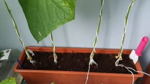 Пробую огурцы / Огород на подоконнике на балконе 20 июн?