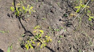 Томат Мамонтенок, так ли он хорош? Из личного опыта.