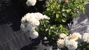 Сириус роза  - бордюрная роза, флорибунда Питомник роз