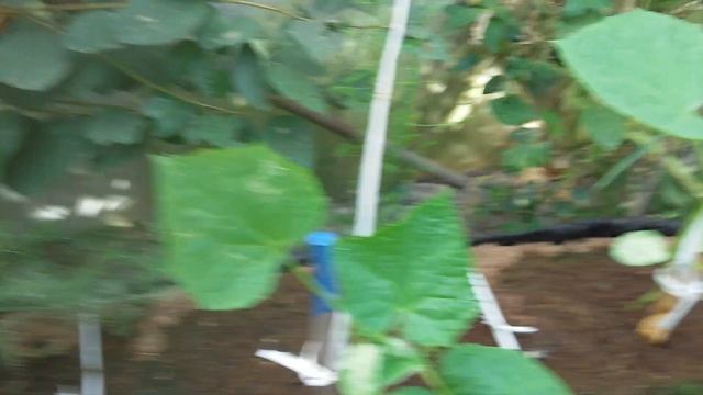 Огурцы на торфе