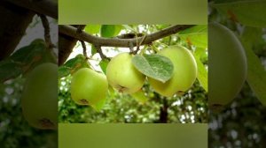 Сорт Яблок Семеренко