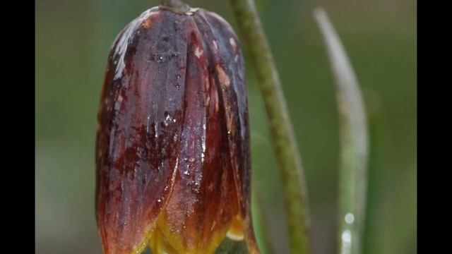 РЯБЧИК (FRITILLARIA) сем. Лилейные смотреть онлайн
