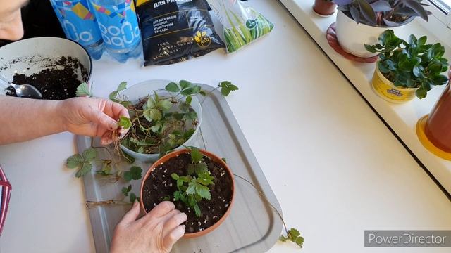 Клубника на подоконнике!