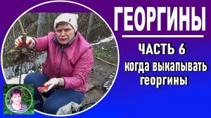 Выращивание георгин. Часть 6. Когда выкапывать георгины и как подготовить их к хранению