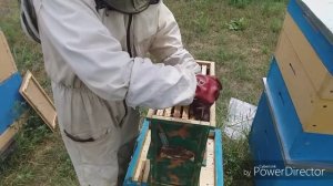 Как правильно пересадить рой пчёл в улей.