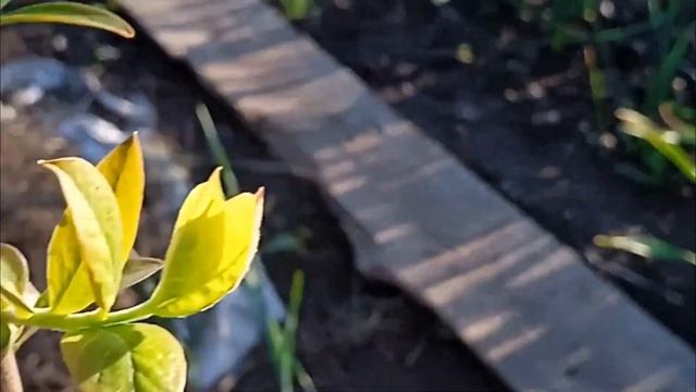 Грибы и голубика в содружестве с барматухой № 15/25 смотреть онлайн