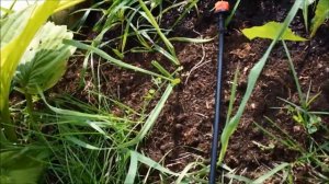 использование микротрубки при капельном поливе