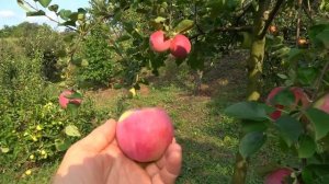 Сорт-обладатель Золотой медали /Яблоня СЛАВА ПОБЕДИТЕ