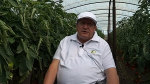Сладкий и острый перец в одной теплице? ЭТО РЕАЛЬНО!